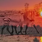 Zebra Love Sundowner DigiArt 1