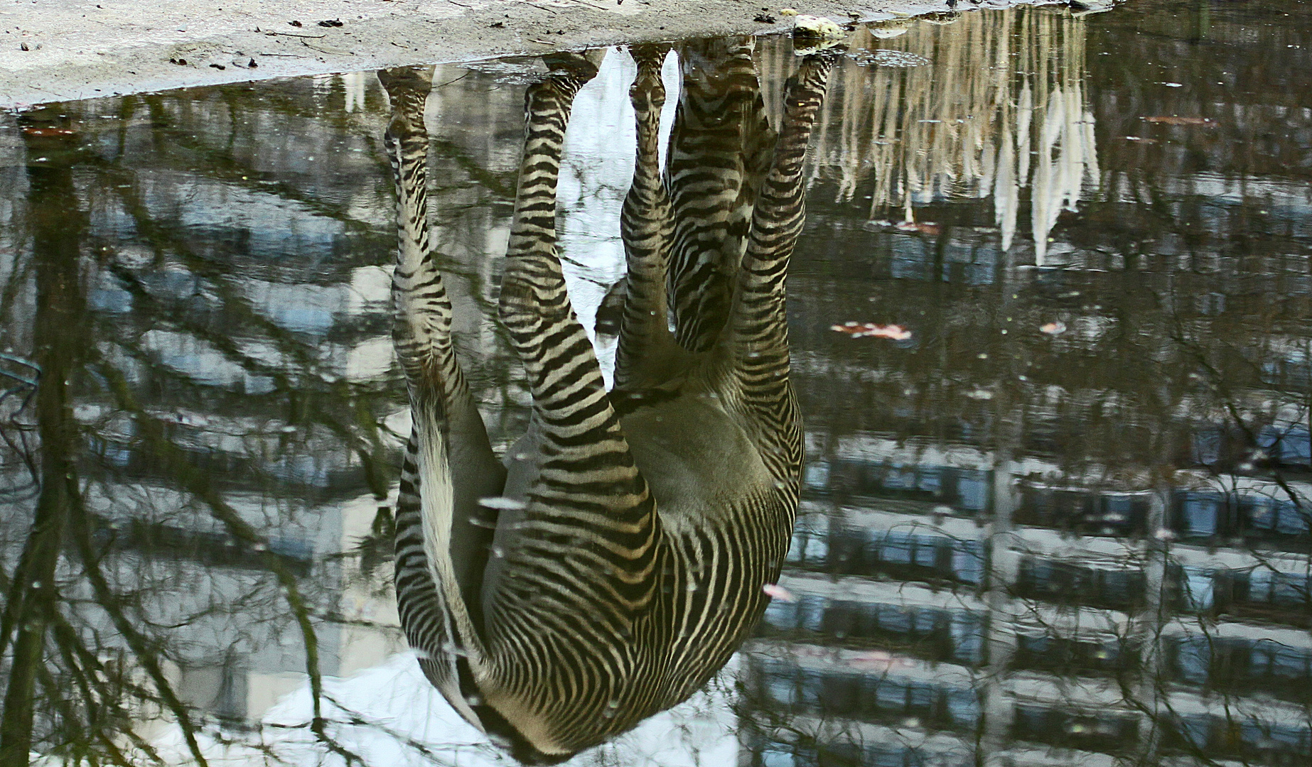 Zebra macht Kopfstand