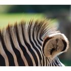 Zebra-Makro ;-)