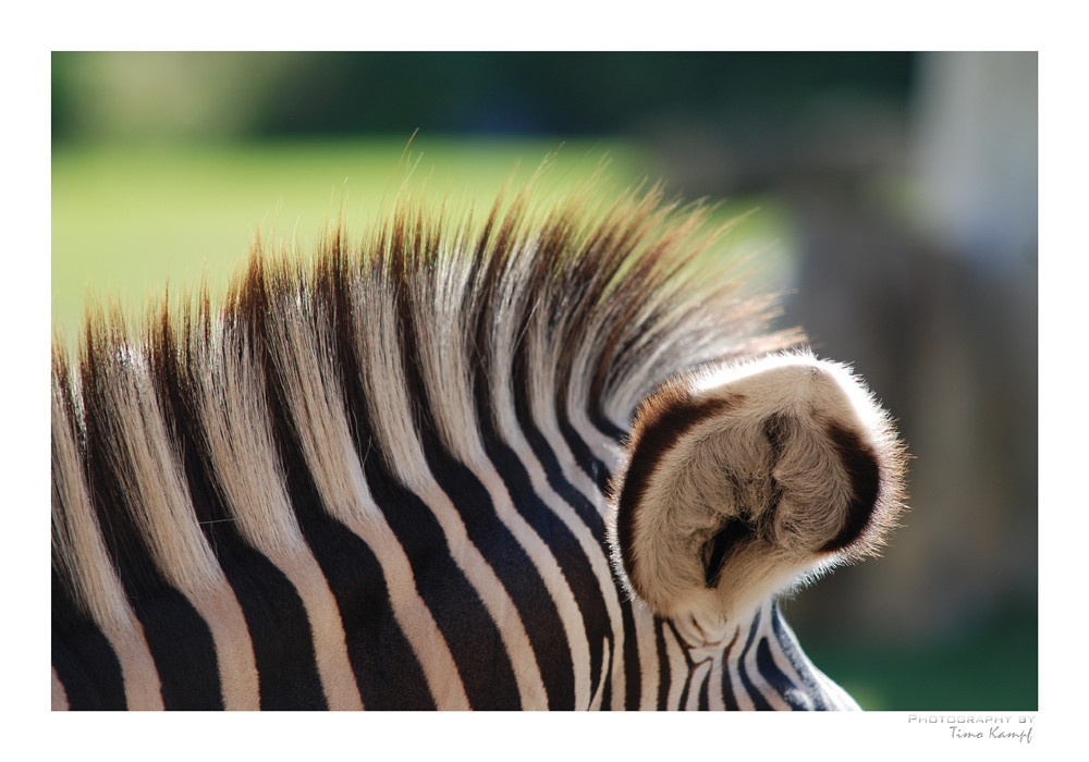 Zebra-Makro ;-)