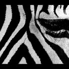 Zebra mal anders 2 reload s/w