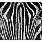 Zebra mal anders 3