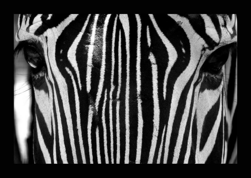 Zebra mal anders