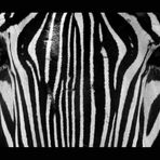 Zebra mal anders