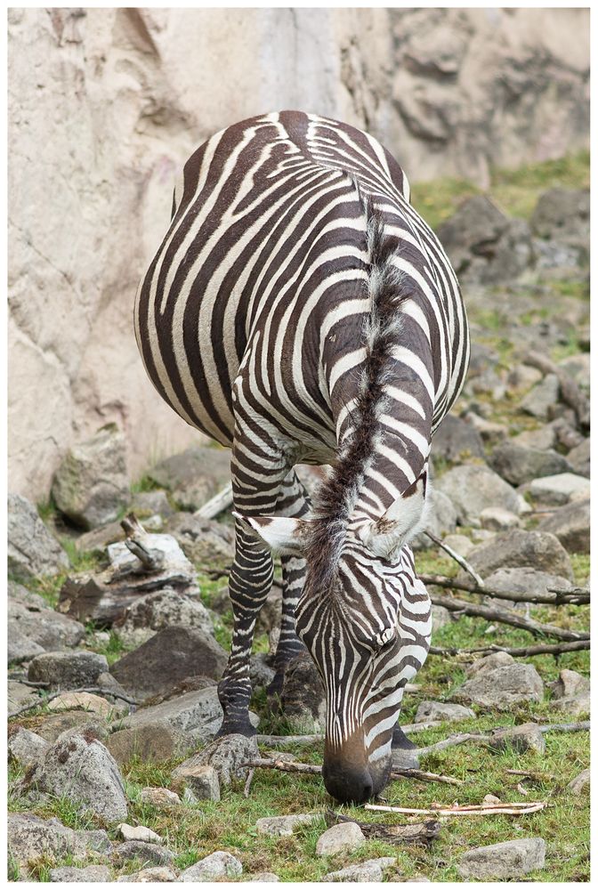 Zebra mal anders