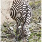 Zebra mal anders