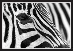 Zebra mal anders...