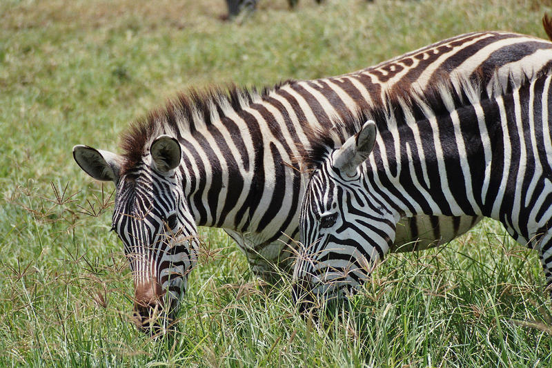 Zebra mal zwei