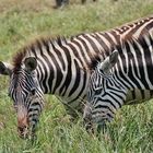 Zebra mal zwei