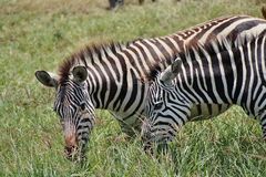 Zebra mal zwei