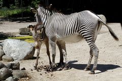 Zebra Mama mit Kind