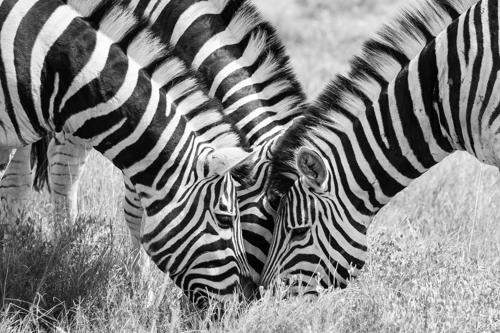 Zebra-Meeting im Etosha Nationalpark, Namibia