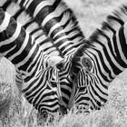 Zebra-Meeting im Etosha Nationalpark, Namibia