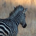 Zebra-Mini