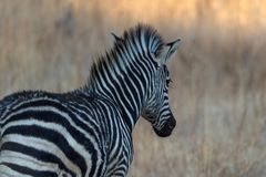 Zebra-Mini