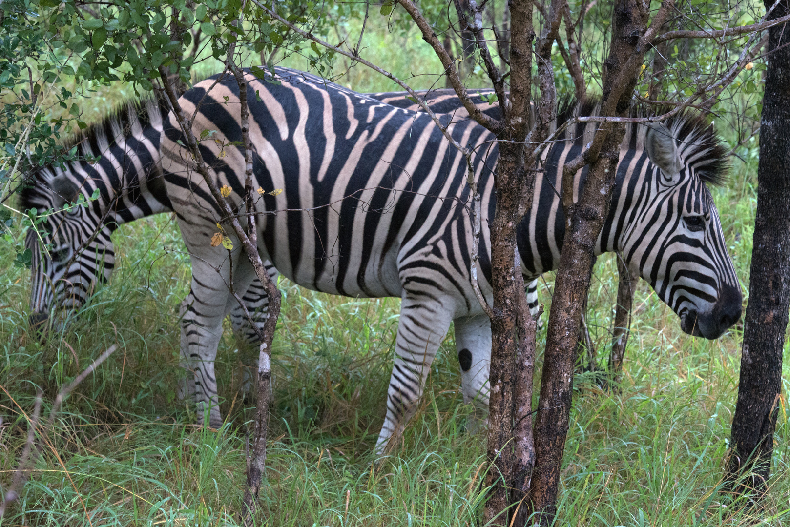 Zebra mit 2 Köpfen
