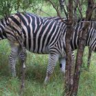 Zebra mit 2 Köpfen