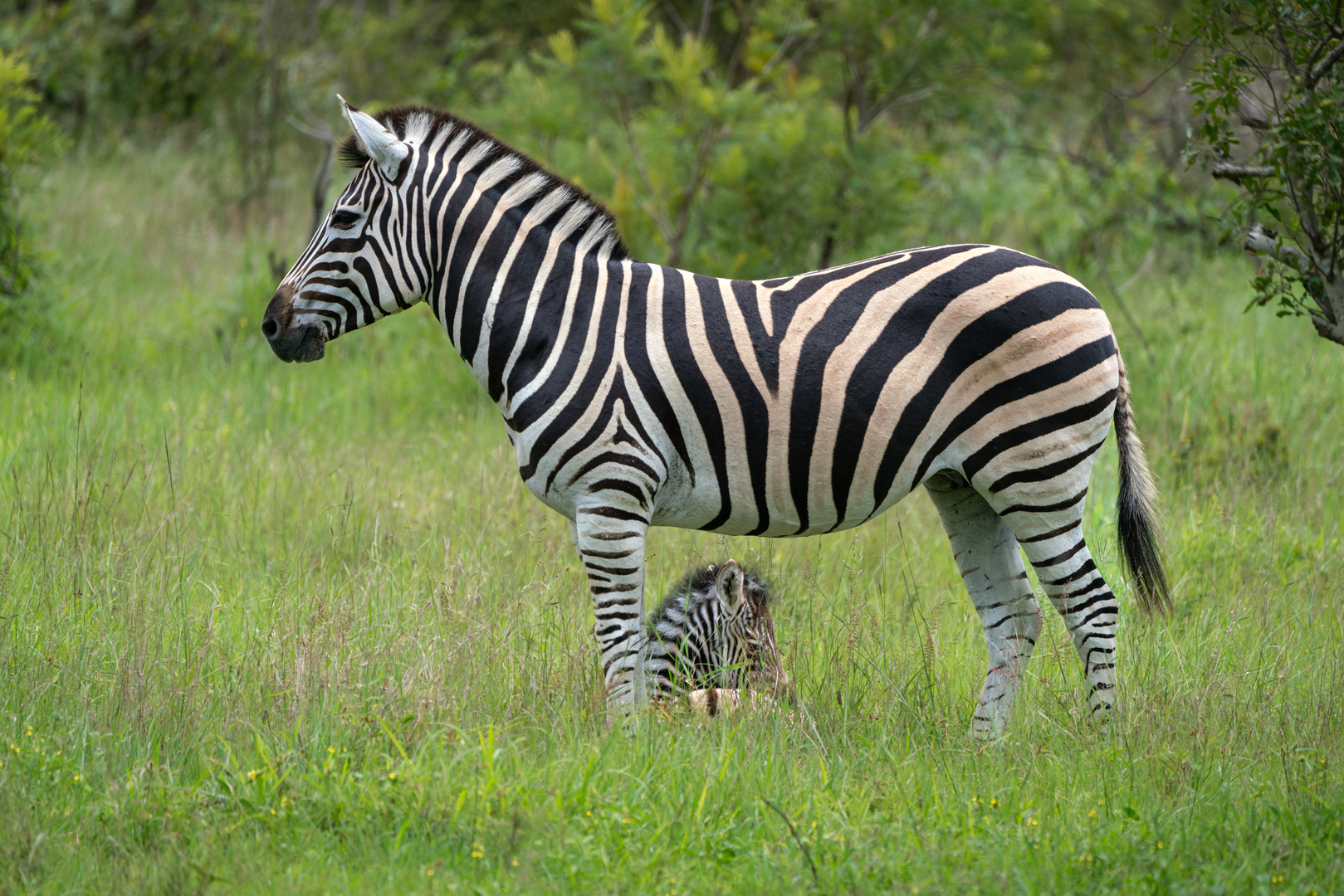 Zebra mit Fohlen