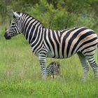 Zebra mit Fohlen