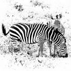 Zebra mit Fohlen