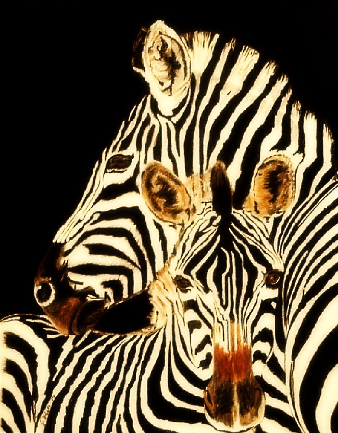 Zebra mit Fohlen