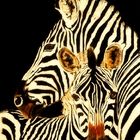 Zebra mit Fohlen