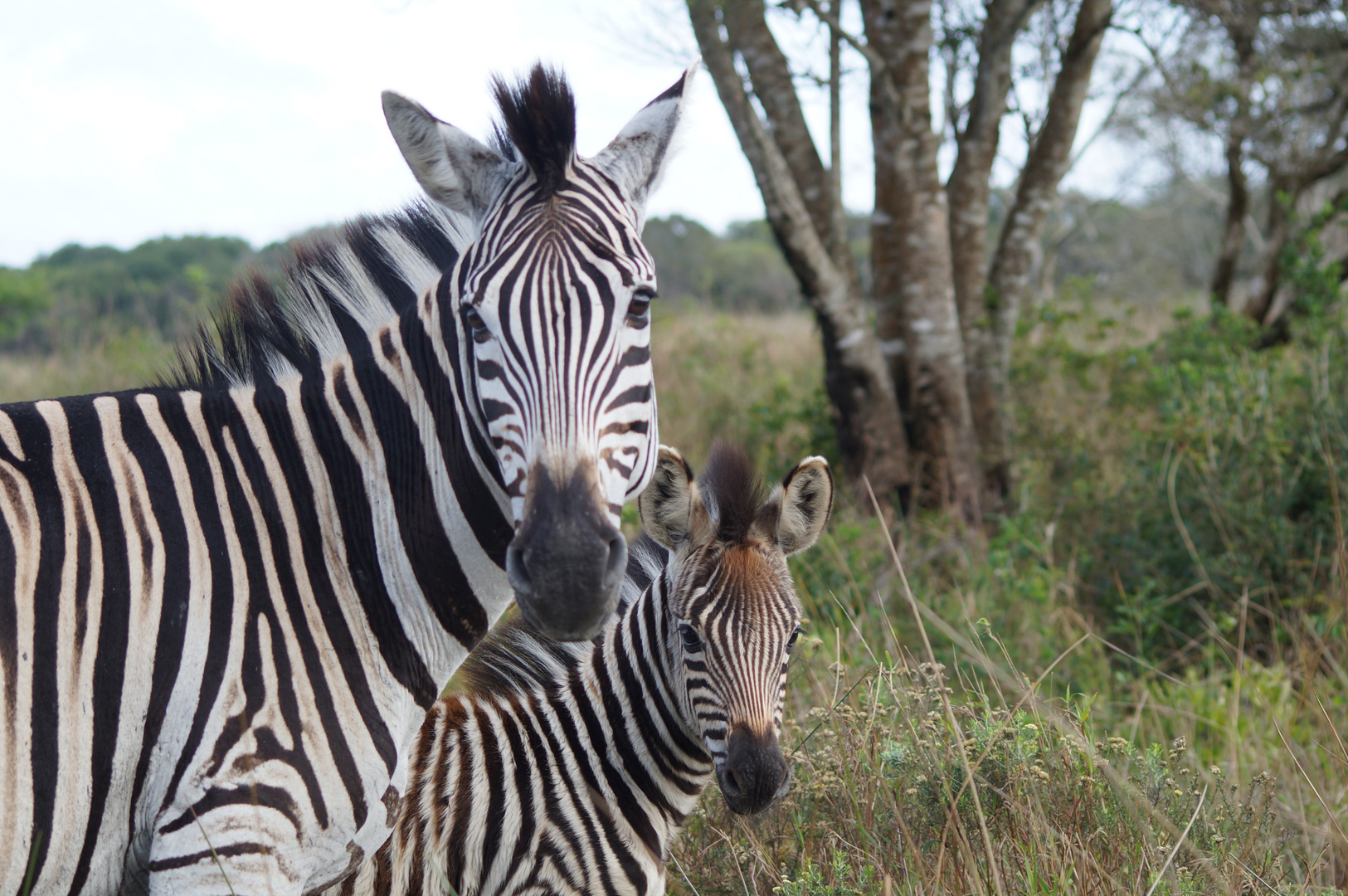 Zebra mit Folen