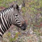 Zebra mit Halm