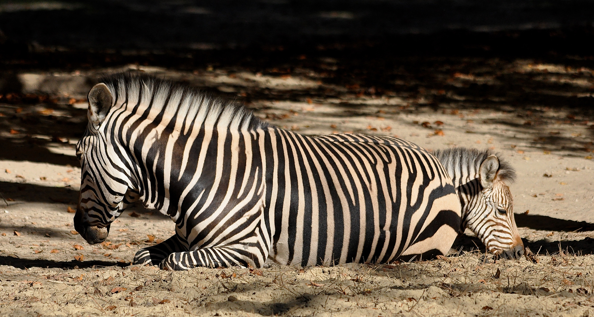 Zebra mit Jungtier