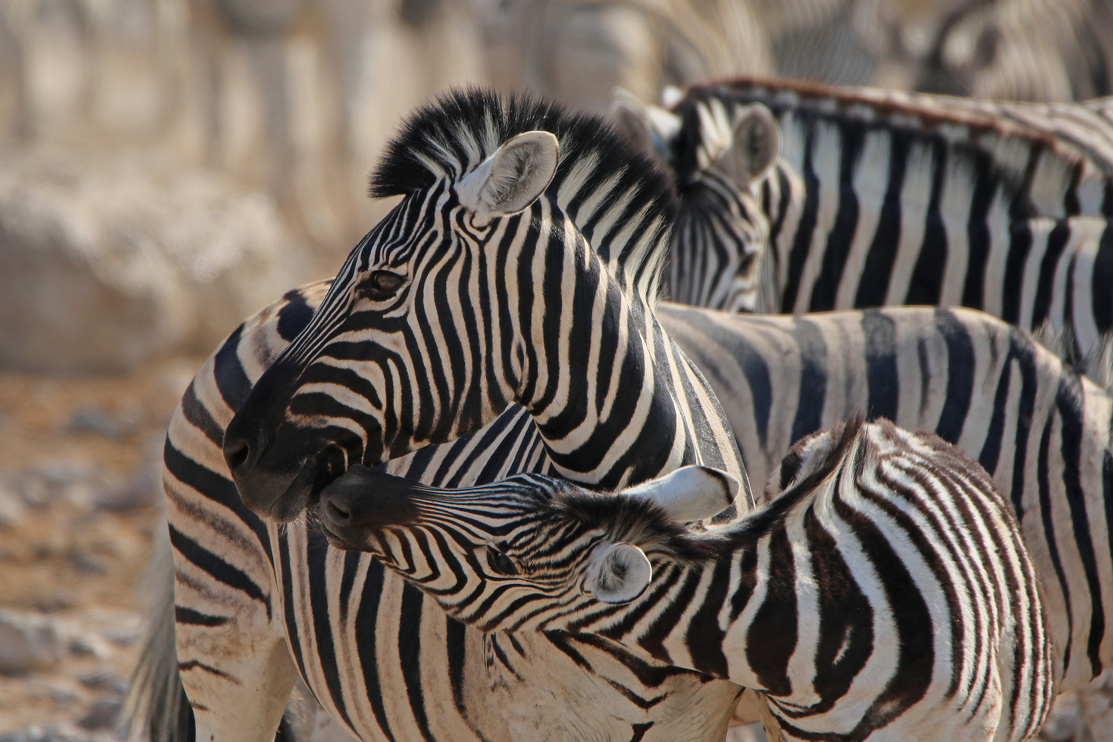 Zebra mit Jungtier 