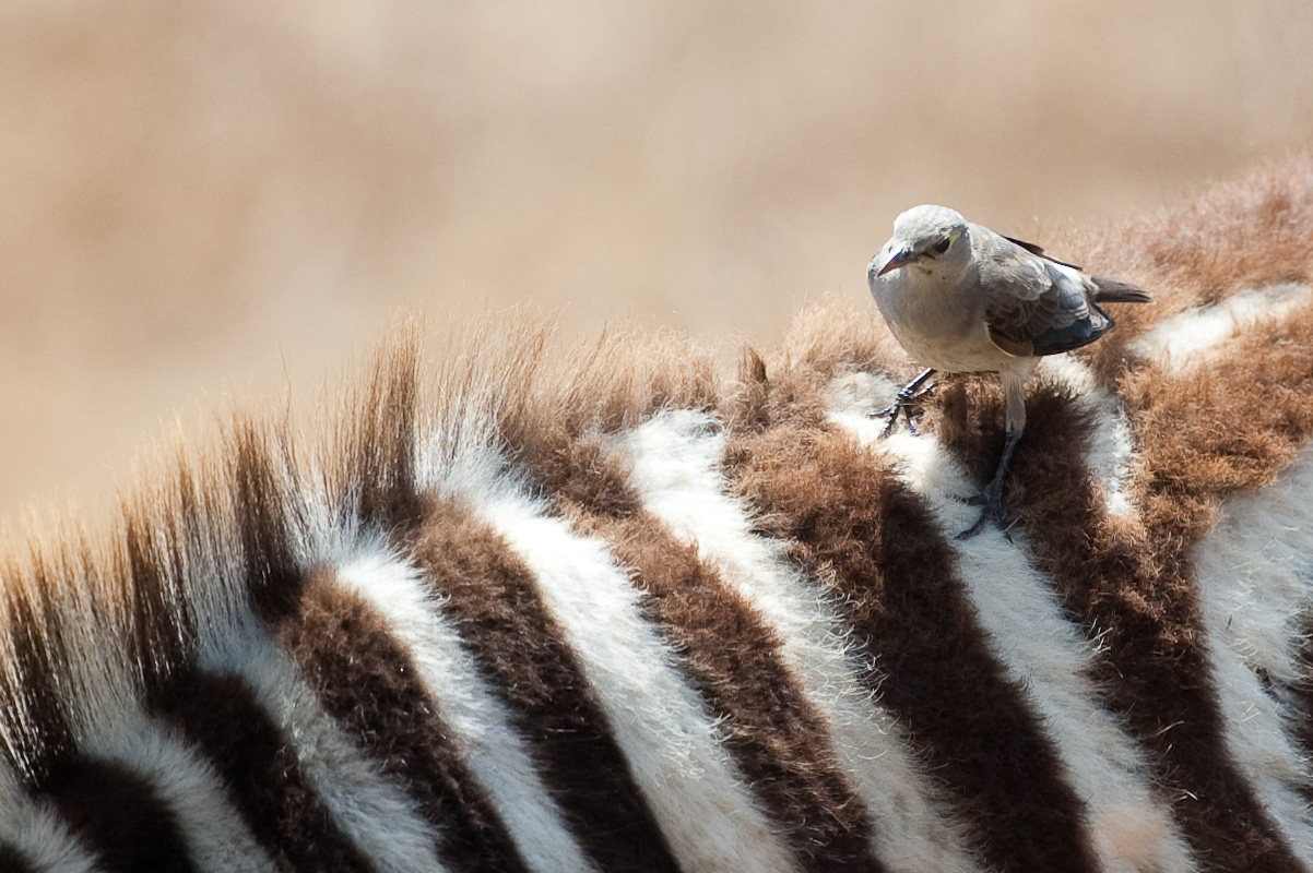 Zebra mit kleinem Freund