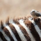 Zebra mit kleinem Freund