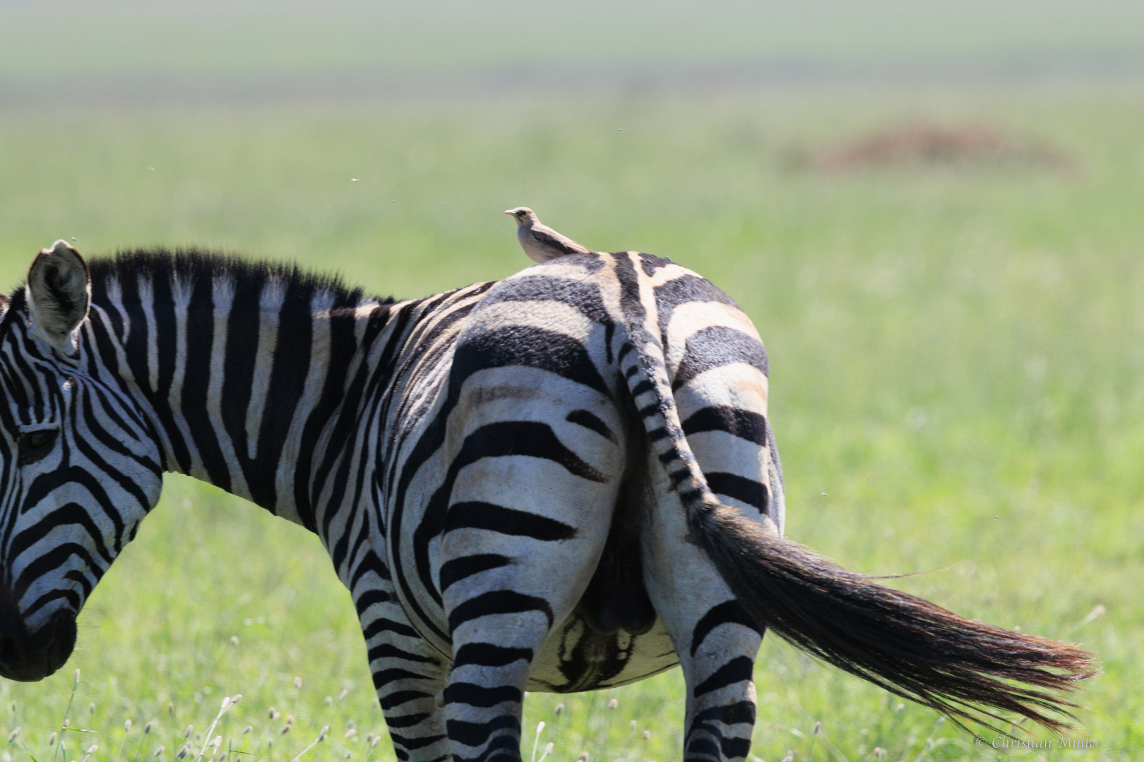 Zebra mit Madenhacker auf Rücken