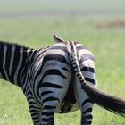 Zebra mit Madenhacker auf Rücken