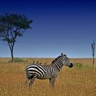 Zebra mit Madenhackern im Schlepptau