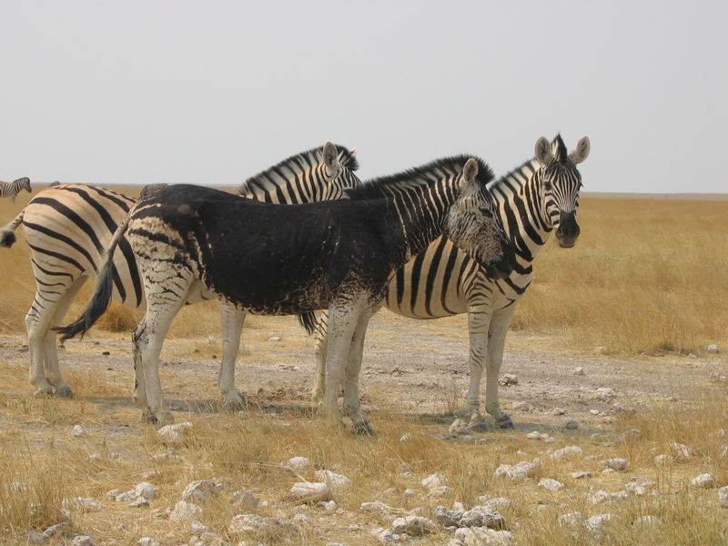 Zebra mit Pigmentstörung - Etosha-Nationalpark Namibia 2006