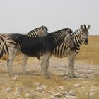 Zebra mit Pigmentstörung - Etosha-Nationalpark Namibia 2006