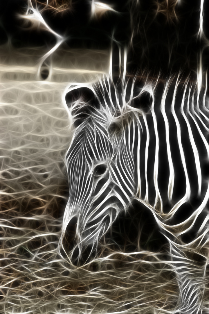 - Zebra mit Redfield -