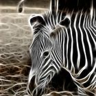 - Zebra mit Redfield -