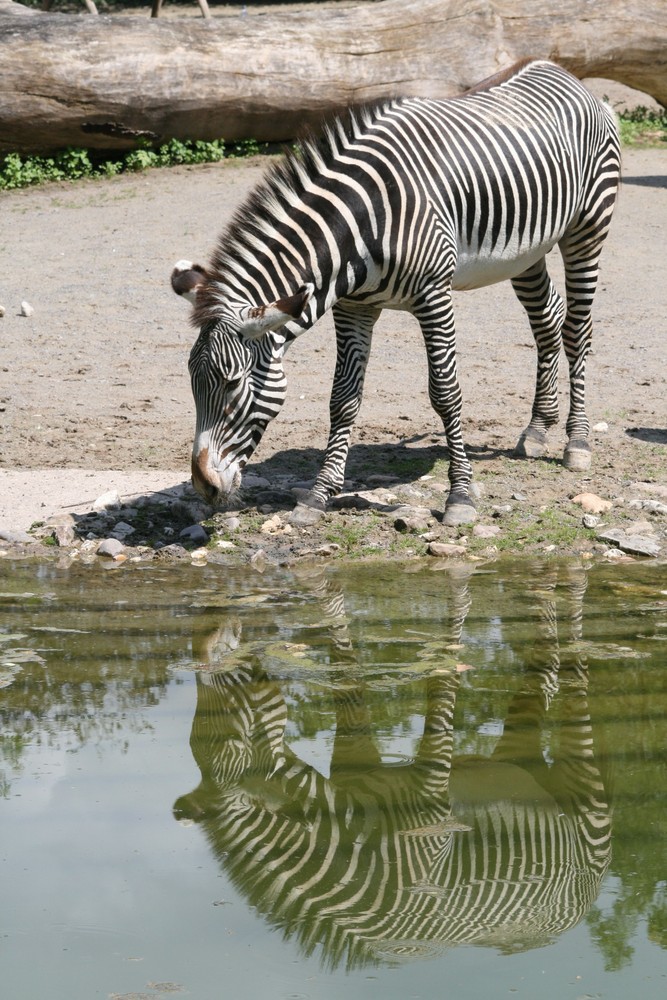 Zebra mit Spiegelung, Kölner Zoo 2008