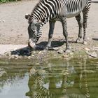 Zebra mit Spiegelung, Kölner Zoo 2008