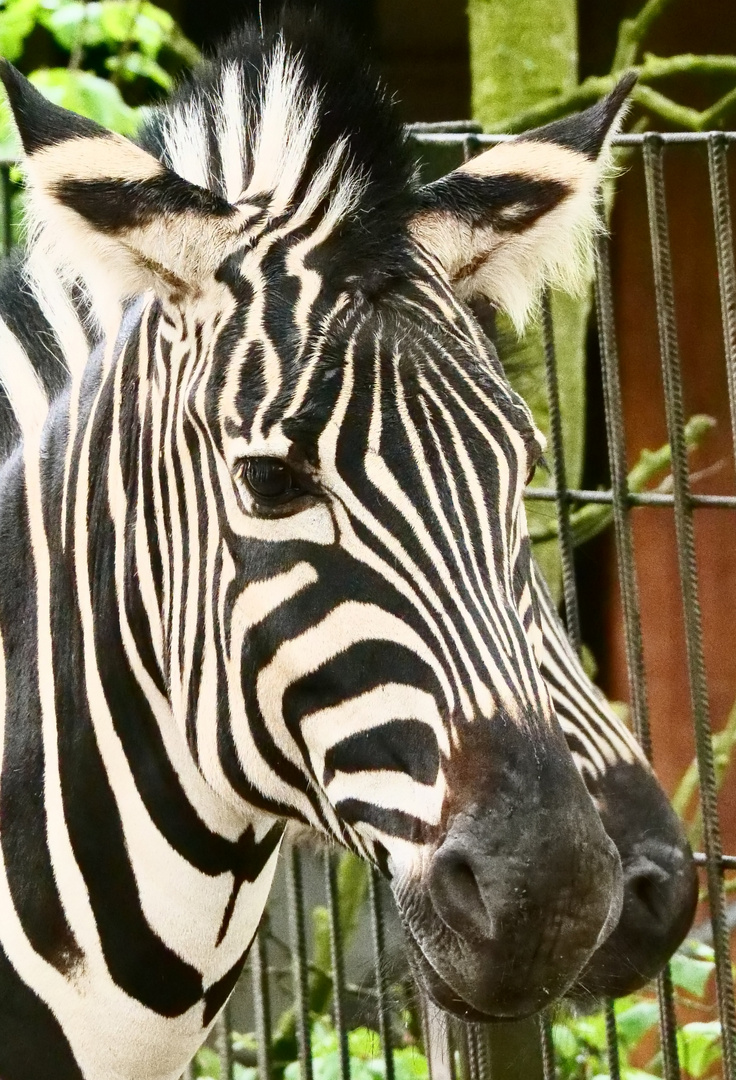 Zebra mit zwei Köpfen 