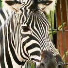 Zebra mit zwei Köpfen 
