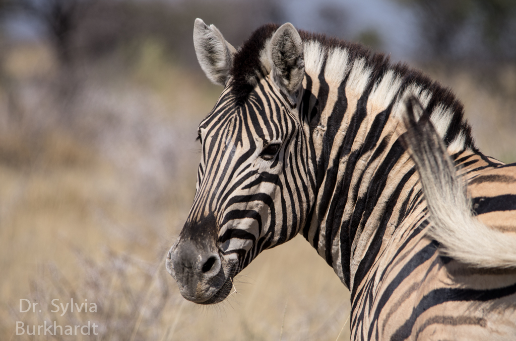 Zebra Model