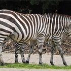 Zebra morgana...