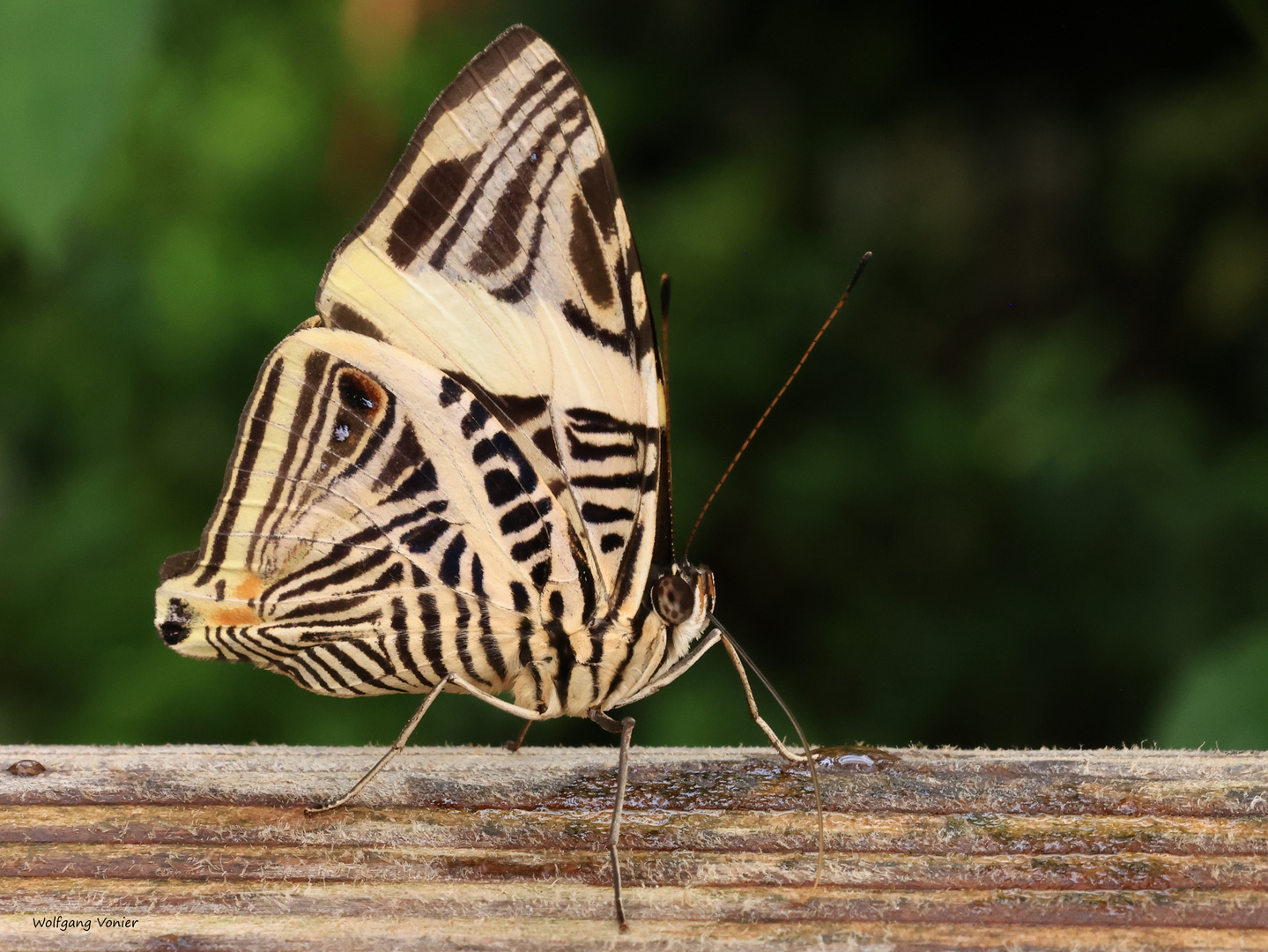 Zebra Mosaic Colobura dirce