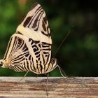 Zebra Mosaic Colobura dirce