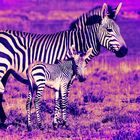 Zebra Mutter mit Baby pano digiart