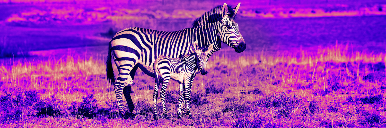 Zebra Mutter mit Baby pano digiart