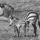 Zebra Mutter mit Baby panorama 